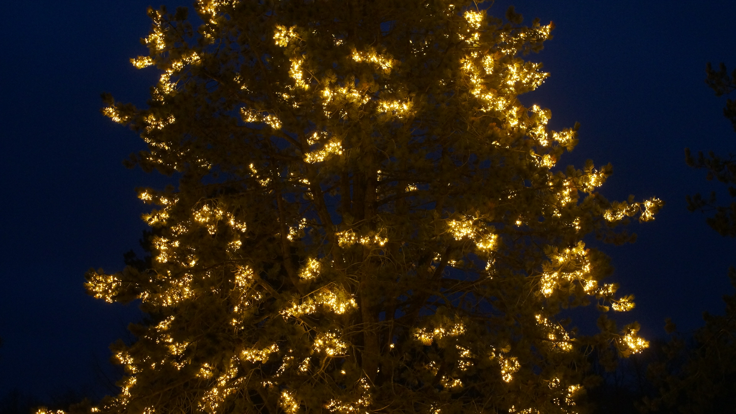 Julelys i træ